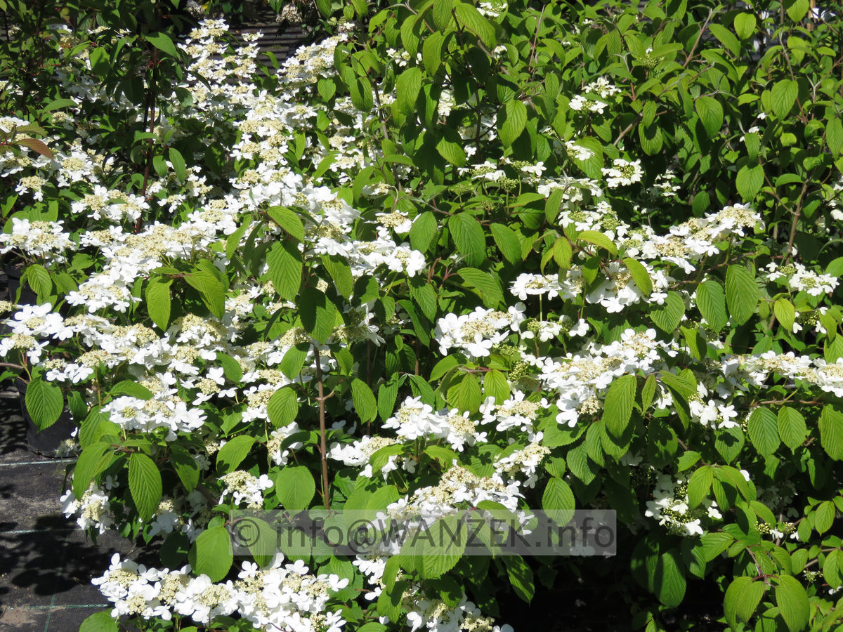 Viburnum plicatum Cascade 01.JPG